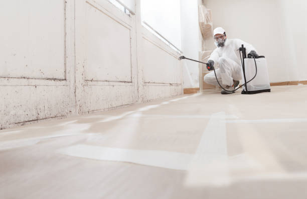 24/7 Emergency Black Mold Remediation experts in Lakewood, WA