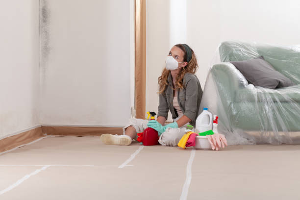 Reliable Black Mold Remediation contractor in Lakewood, WA by Mold Remediation HQ